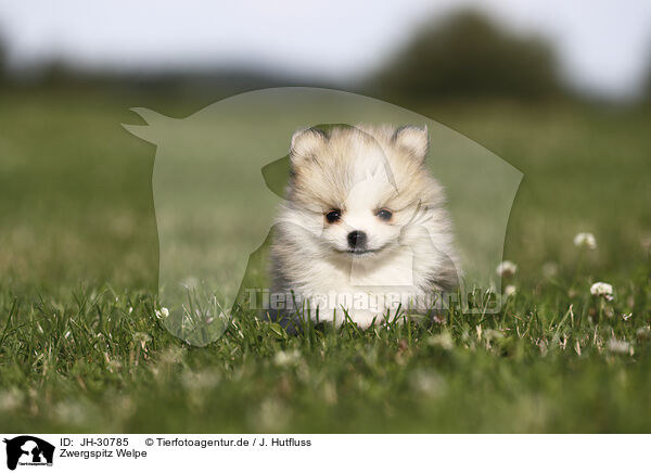 Zwergspitz Welpe / Pomeranian Puppy / JH-30785