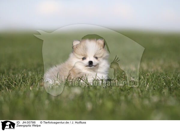 Zwergspitz Welpe / Pomeranian Puppy / JH-30786