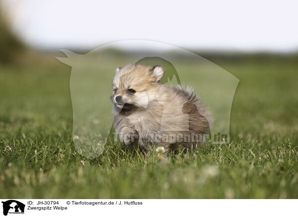Zwergspitz Welpe / Pomeranian Puppy / JH-30794