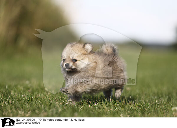 Zwergspitz Welpe / Pomeranian Puppy / JH-30799