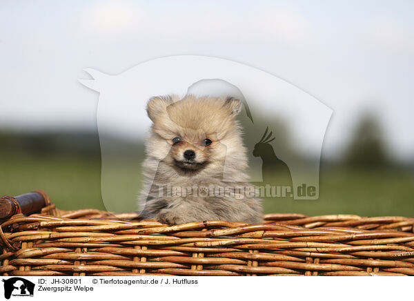 Zwergspitz Welpe / Pomeranian Puppy / JH-30801