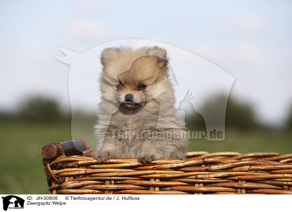 Zwergspitz Welpe / Pomeranian Puppy / JH-30806