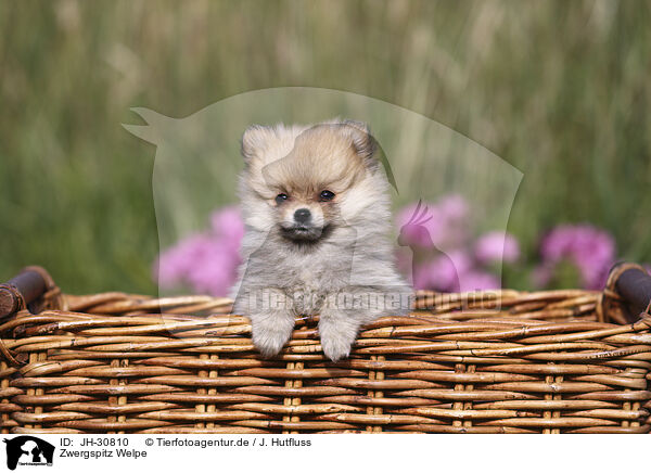 Zwergspitz Welpe / Pomeranian Puppy / JH-30810