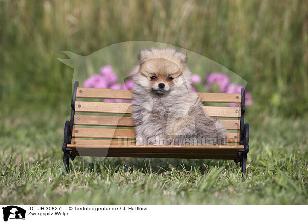 Zwergspitz Welpe / Pomeranian Puppy / JH-30827