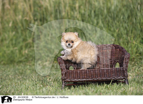 Zwergspitz Welpe / Pomeranian Puppy / JH-30836