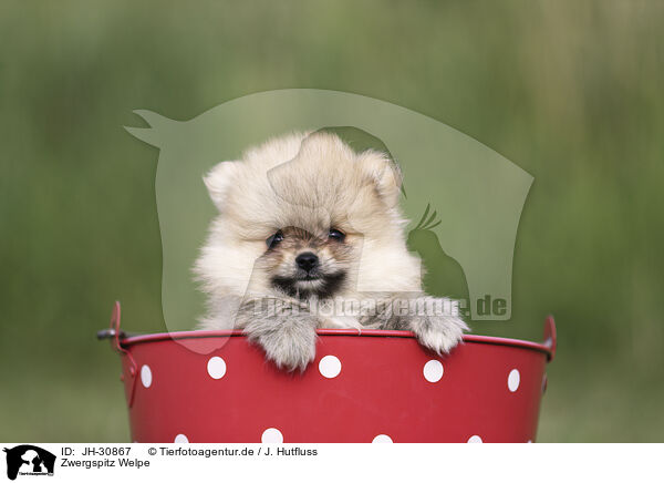 Zwergspitz Welpe / Pomeranian Puppy / JH-30867