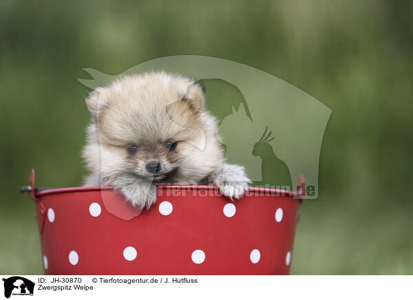 Zwergspitz Welpe / Pomeranian Puppy / JH-30870