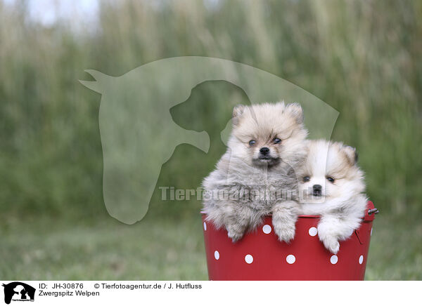 Zwergspitz Welpen / Pomeranian Puppies / JH-30876