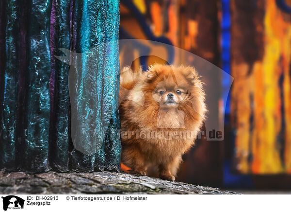 Zwergspitz / Pomeranian / DH-02913