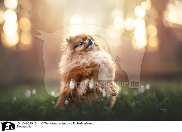 Zwergspitz / Pomeranian / DH-02915