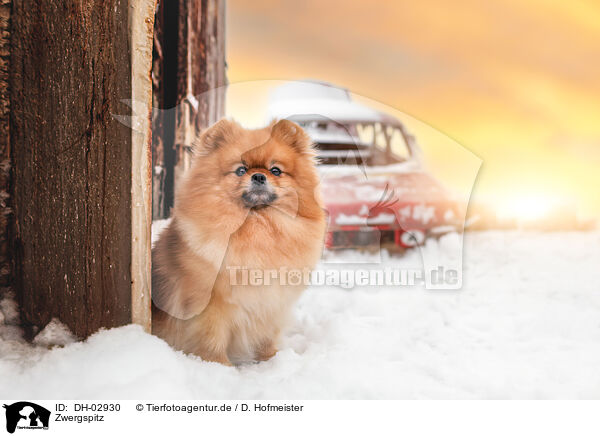 Zwergspitz / Pomeranian / DH-02930