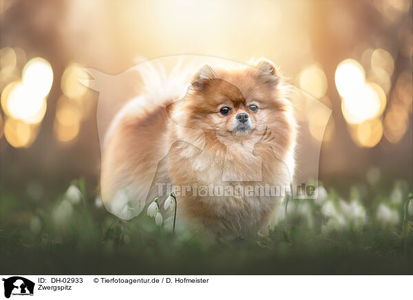 Zwergspitz / Pomeranian / DH-02933