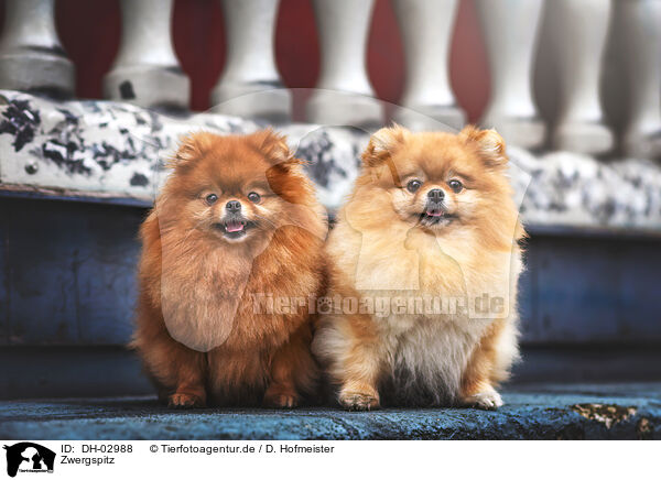 Zwergspitz / Pomeranian / DH-02988