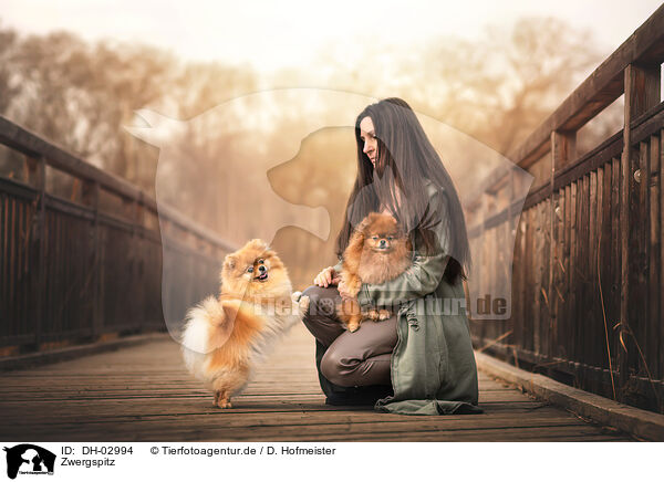 Zwergspitz / Pomeranian / DH-02994