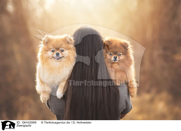 Zwergspitz / Pomeranian / DH-02999