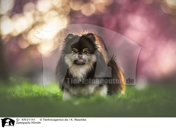 Zwergspitz Hndin / female Pomeranian / KR-01141