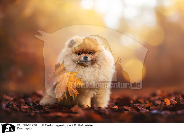 Zwergspitz / Pomeranian / DH-03238