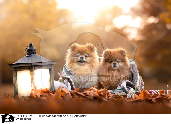 Zwergspitze / Pomeranians / DH-03240