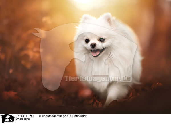 Zwergspitz / Pomeranian / DH-03251