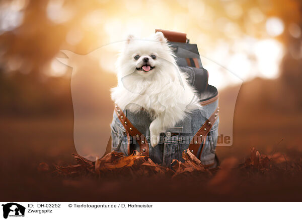 Zwergspitz / Pomeranian / DH-03252