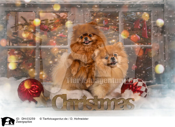 Zwergspitze / Pomeranians / DH-03259