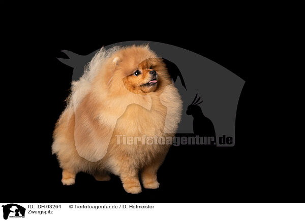 Zwergspitz / Pomeranian / DH-03264