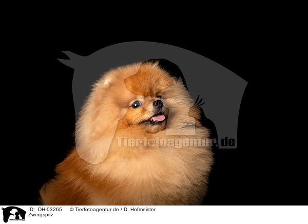 Zwergspitz / Pomeranian / DH-03265