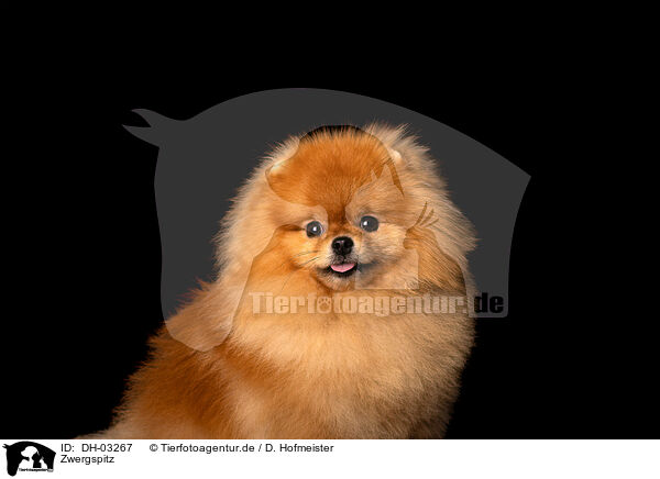 Zwergspitz / Pomeranian / DH-03267