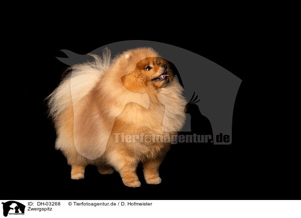 Zwergspitz / DH-03268