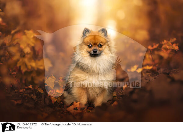 Zwergspitz / Pomeranian / DH-03272