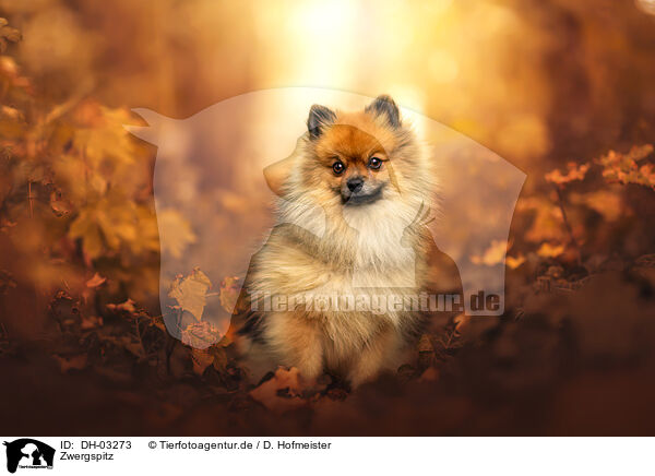 Zwergspitz / Pomeranian / DH-03273