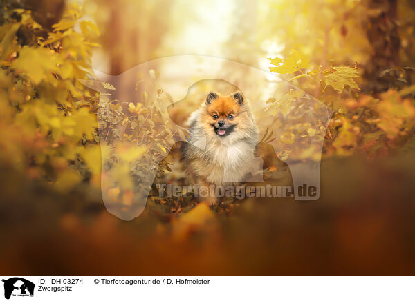 Zwergspitz / Pomeranian / DH-03274