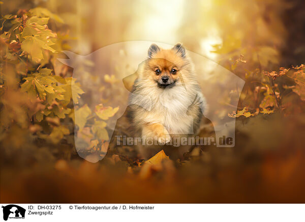 Zwergspitz / Pomeranian / DH-03275