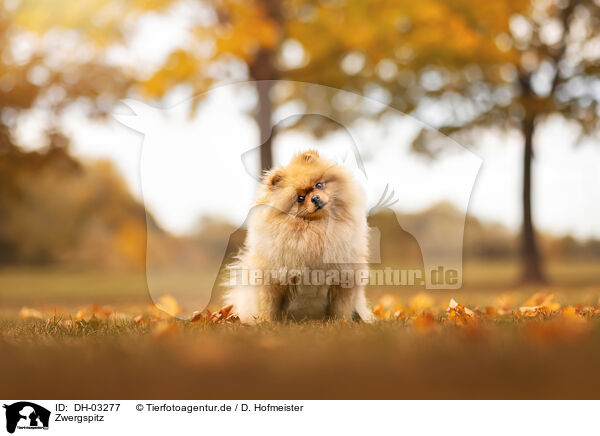 Zwergspitz / Pomeranian / DH-03277