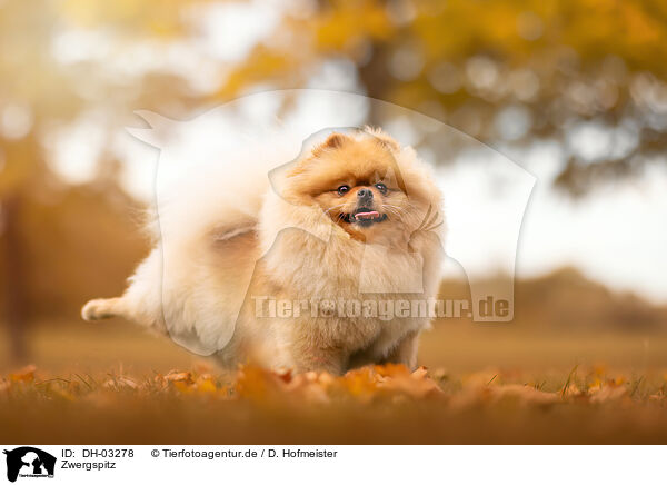 Zwergspitz / Pomeranian / DH-03278