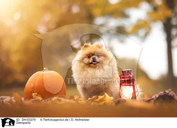 Zwergspitz / Pomeranian / DH-03279