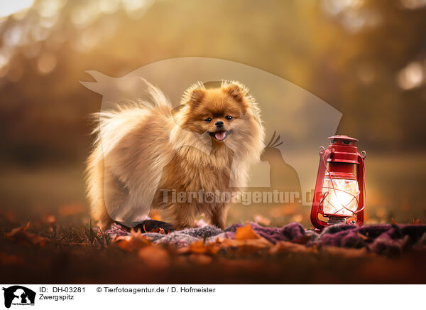 Zwergspitz / Pomeranian / DH-03281