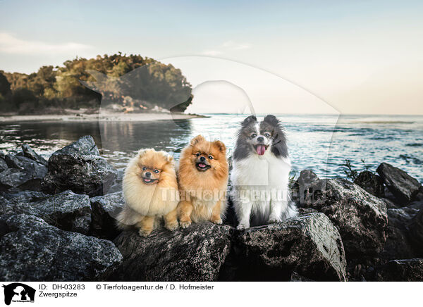 Zwergspitze / Pomeranians / DH-03283