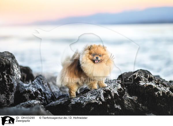 Zwergspitz / Pomeranian / DH-03290