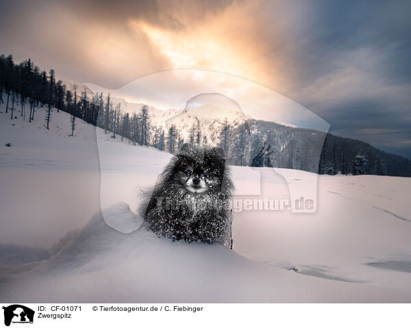 Zwergspitz / Pomeranian / CF-01071