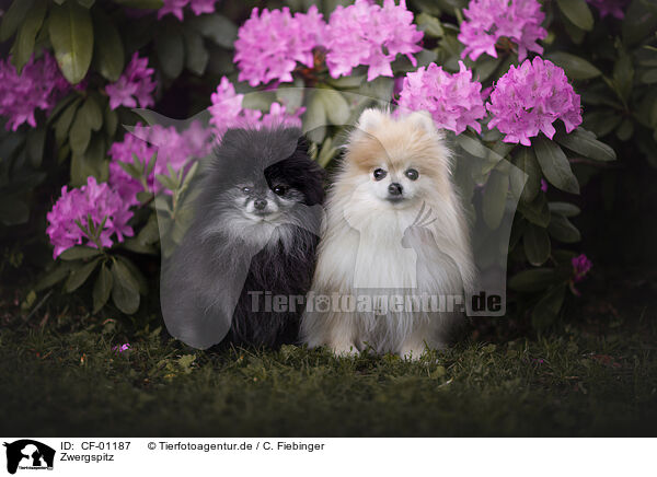 Zwergspitz / Pomeranian / CF-01187