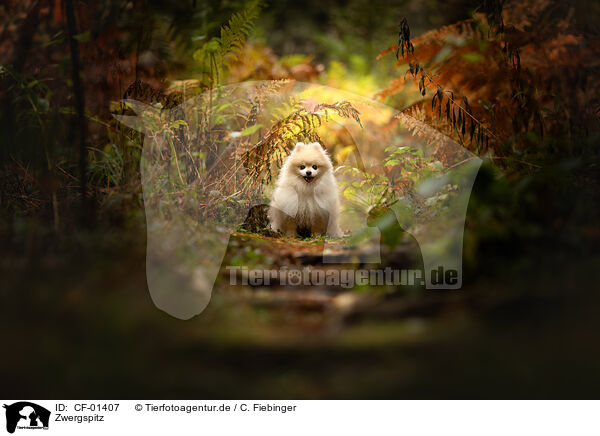 Zwergspitz / Pomeranian / CF-01407