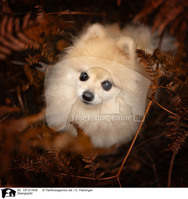 Zwergspitz / Pomeranian / CF-01408