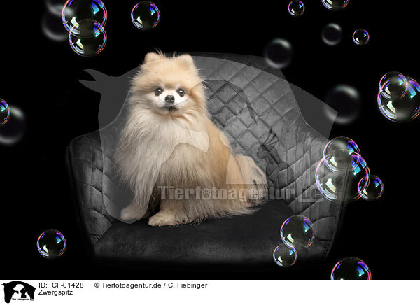 Zwergspitz / Pomeranian / CF-01428