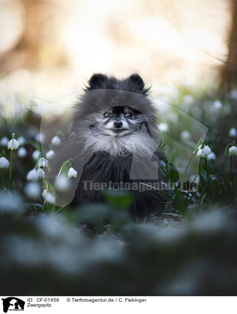 Zwergspitz / Pomeranian / CF-01458