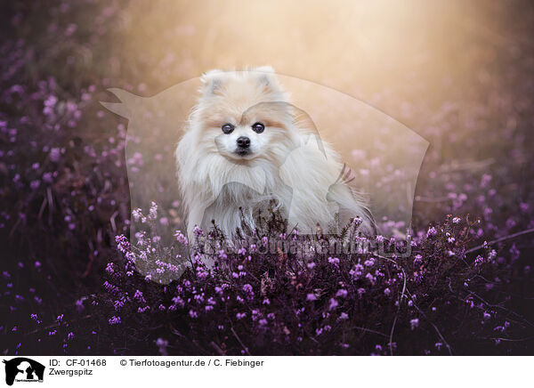 Zwergspitz / Pomeranian / CF-01468