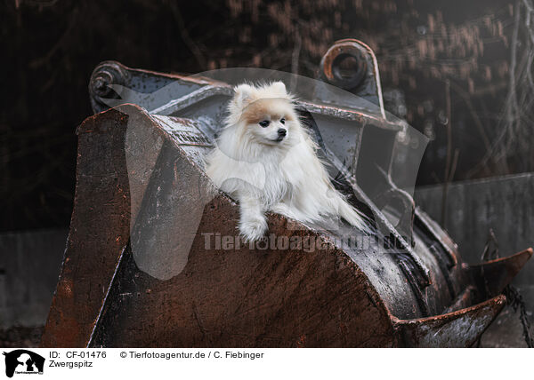 Zwergspitz / Pomeranian / CF-01476