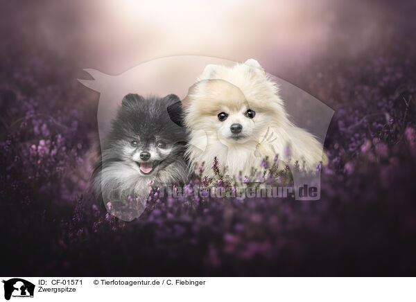 Zwergspitze / Pomeranians / CF-01571