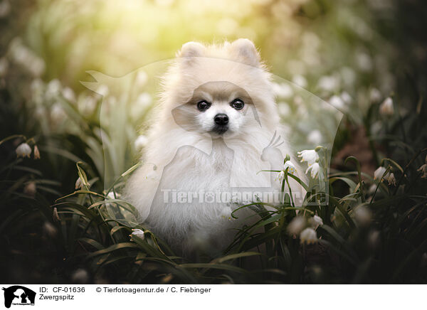 Zwergspitz / Pomeranian / CF-01636