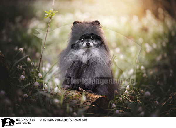 Zwergspitz / Pomeranian / CF-01639